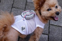  Chips > AI > benefits pets wearable to beat scorching